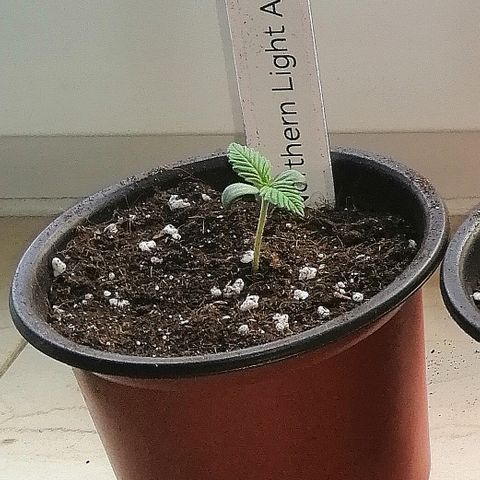 Ida growlog timeline photo