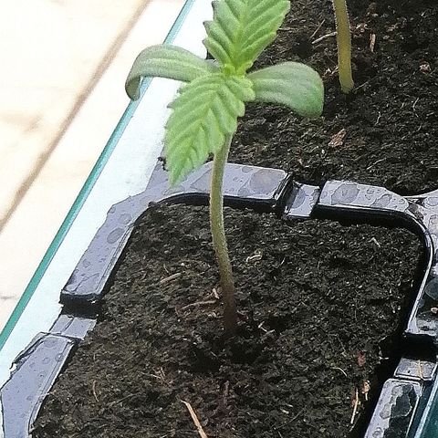 Ida growlog timeline photo