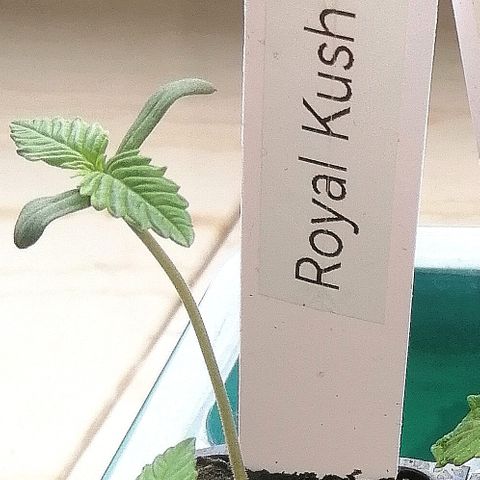 Susanne growlog timeline photo
