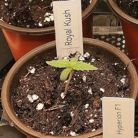 Susanne growlog timeline photo