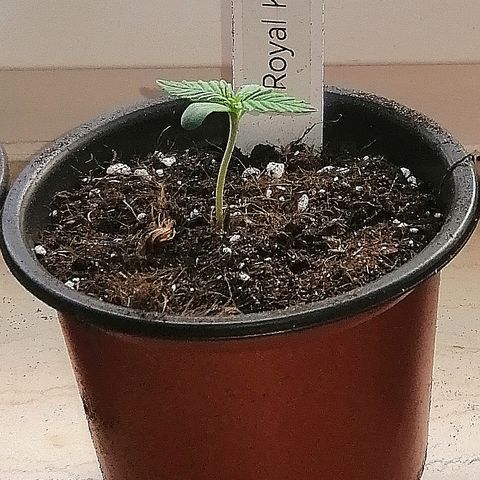 Susanne growlog timeline photo
