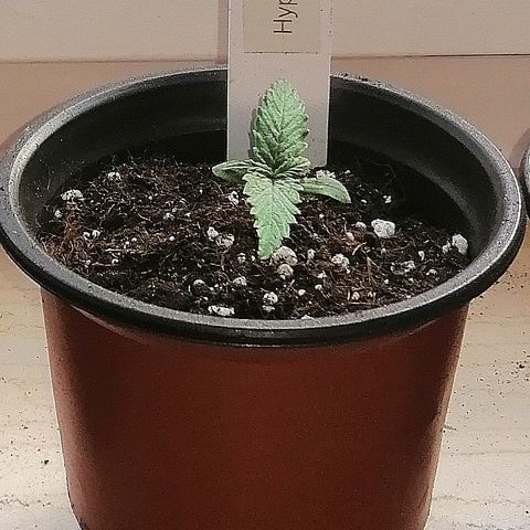 Bärbel growlog timeline photo