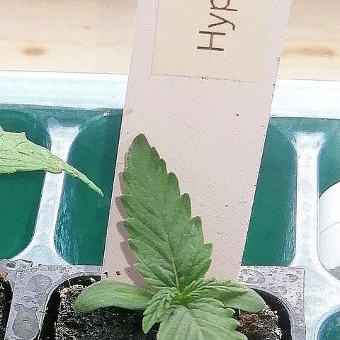 Bärbel growlog timeline photo