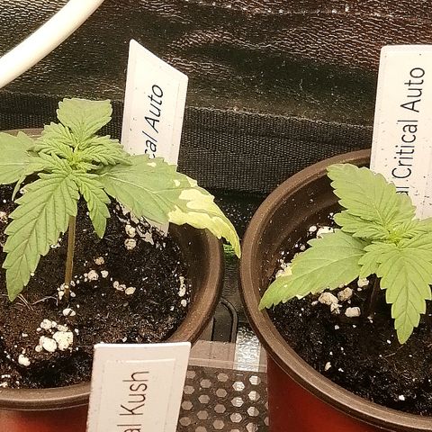 Julia growlog timeline photo