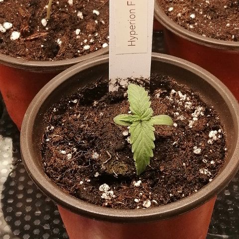 Bärbel growlog timeline photo