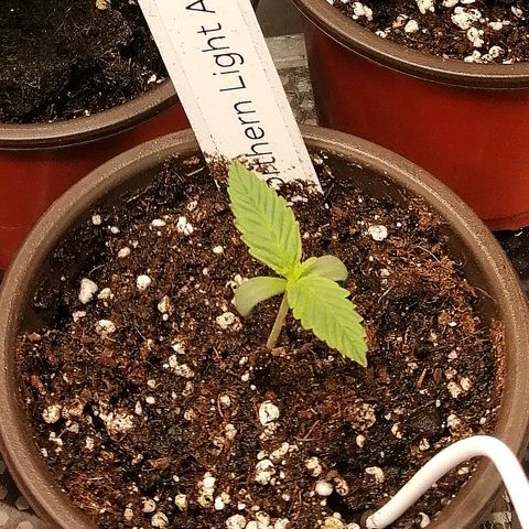 Ida growlog timeline photo