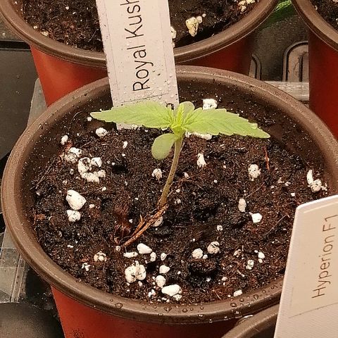 Susanne growlog timeline photo