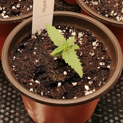 Bärbel growlog timeline photo