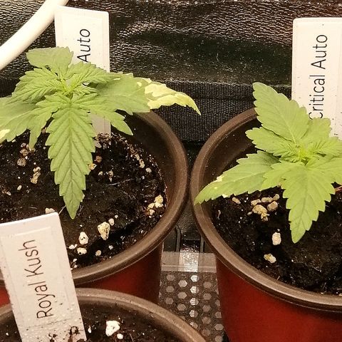 Julia growlog timeline photo