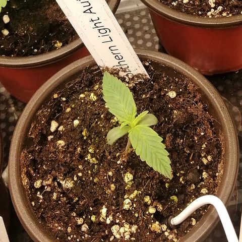 Ida growlog timeline photo