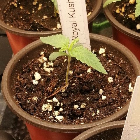 Susanne growlog timeline photo