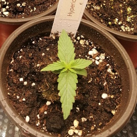 Bärbel growlog timeline photo