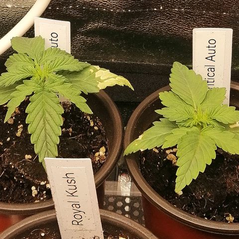 Julia growlog timeline photo