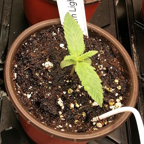 Ida growlog timeline photo