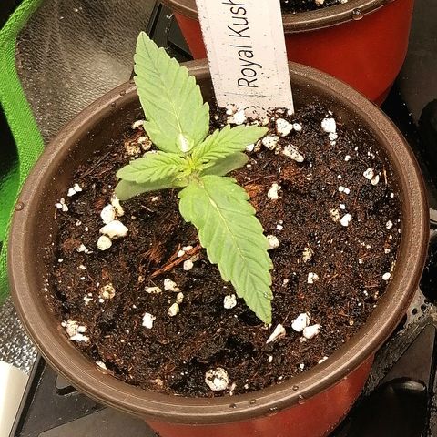 Susanne growlog timeline photo