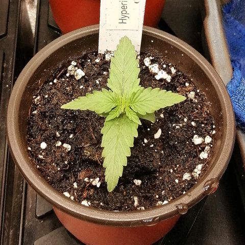 Bärbel growlog timeline photo