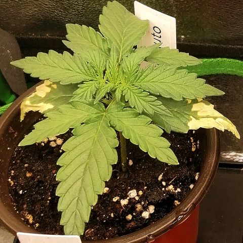 Julia growlog timeline photo