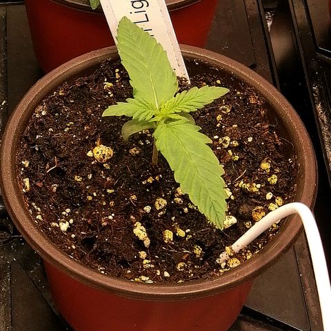 Ida growlog timeline photo