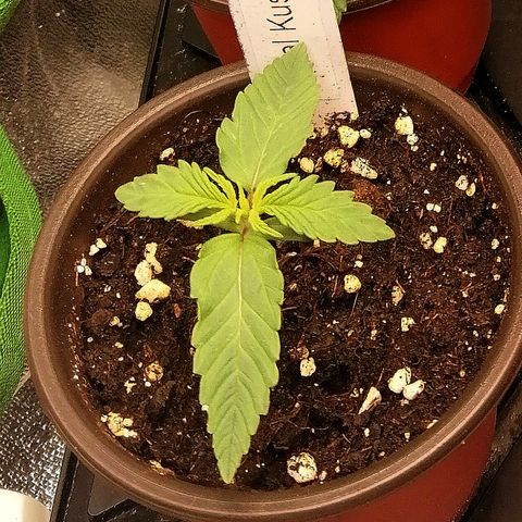 Susanne growlog timeline photo