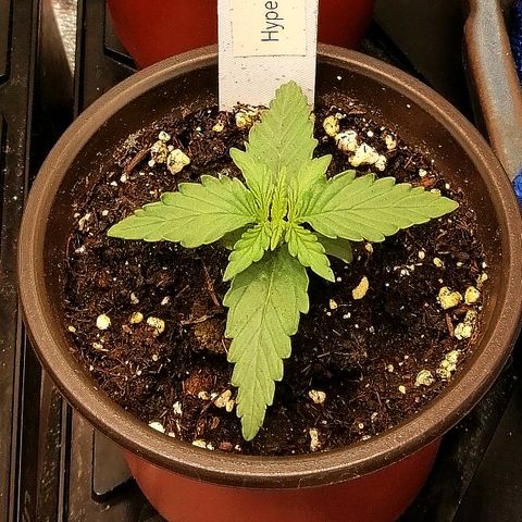 Bärbel growlog timeline photo