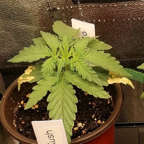 Julia growlog timeline photo