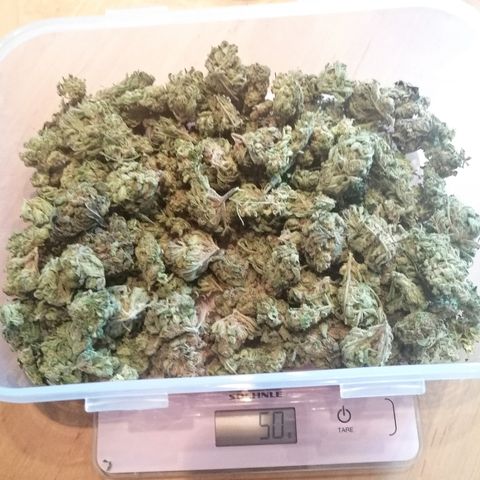 Walburga #3 growlog timeline photo