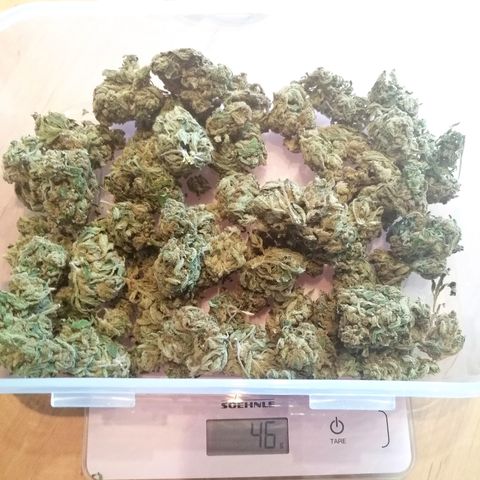 Walburga #3 growlog timeline photo