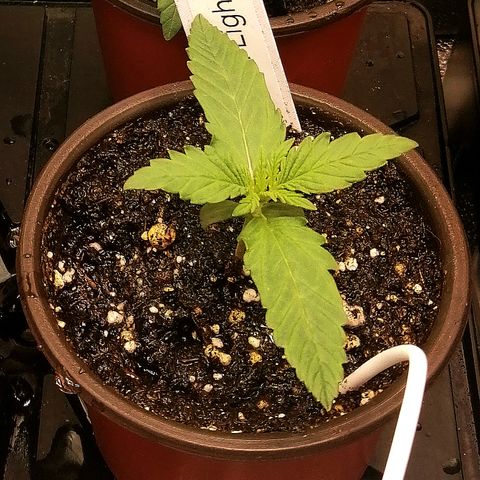 Ida growlog timeline photo