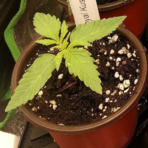 Susanne growlog timeline photo