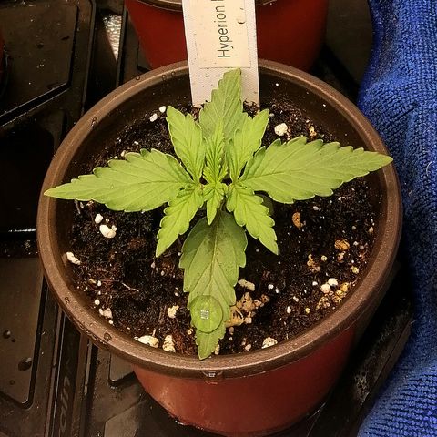 Bärbel growlog timeline photo