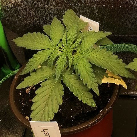 Julia growlog timeline photo