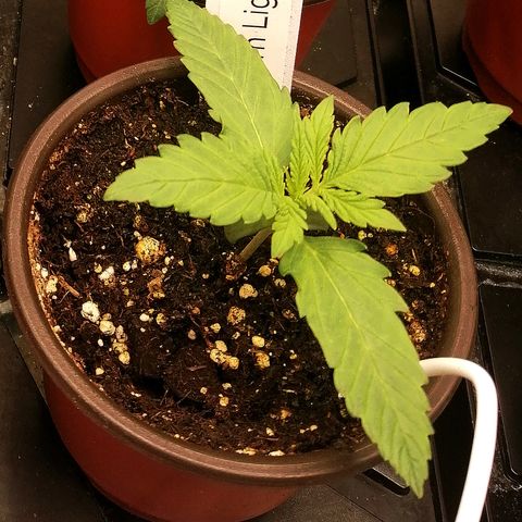 Ida growlog timeline photo