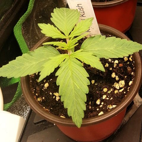 Susanne growlog timeline photo