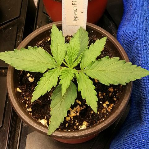 Bärbel growlog timeline photo