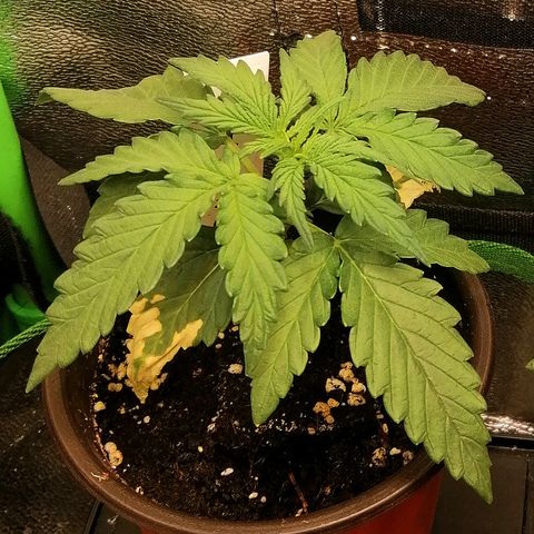 Julia growlog timeline photo