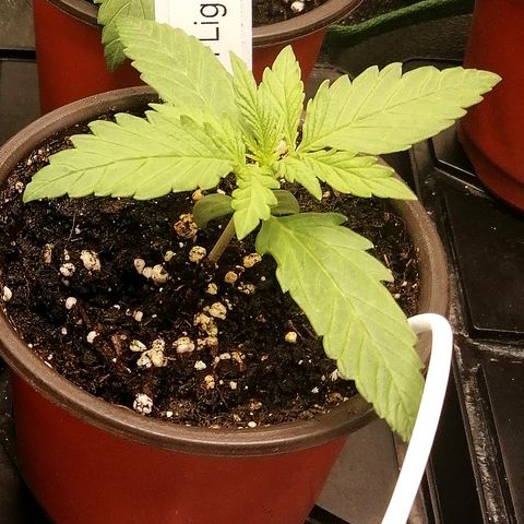 Ida growlog timeline photo