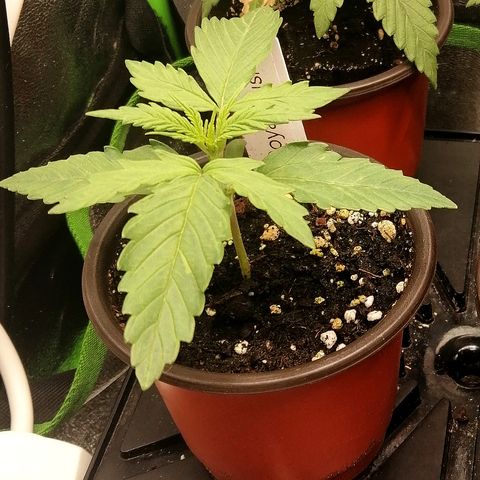 Susanne growlog timeline photo
