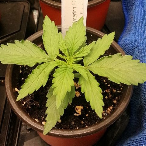 Bärbel growlog timeline photo