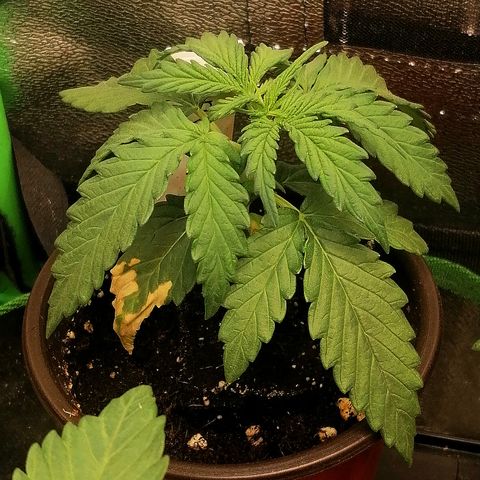 Julia growlog timeline photo