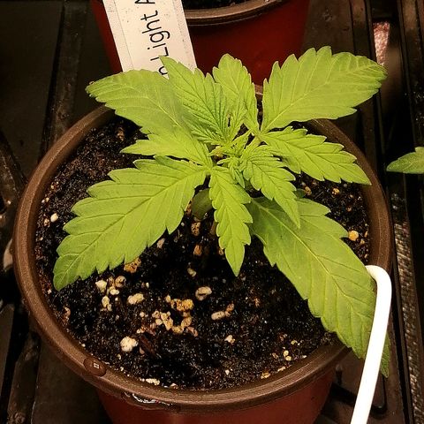 Ida growlog timeline photo