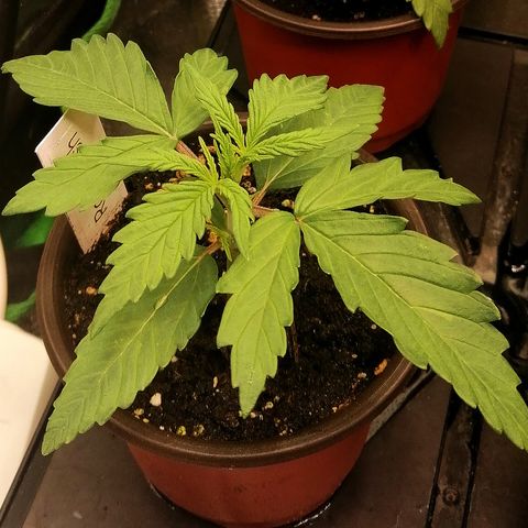 Susanne growlog timeline photo