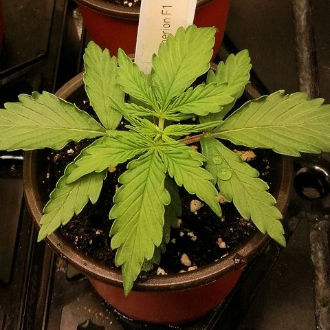 Bärbel growlog timeline photo