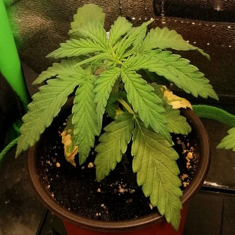 Julia growlog timeline photo