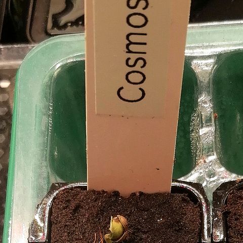 Cinderella growlog timeline photo