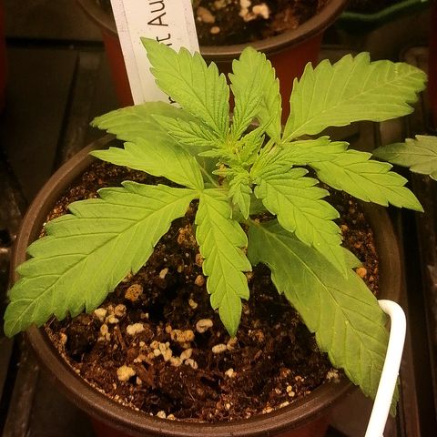 Ida growlog timeline photo