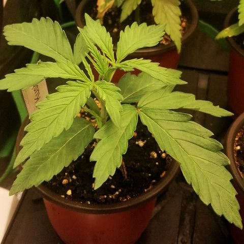 Susanne growlog timeline photo