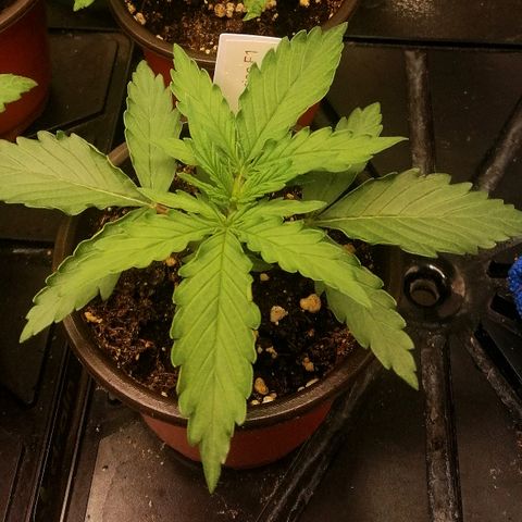 Bärbel growlog timeline photo