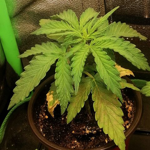 Julia growlog timeline photo