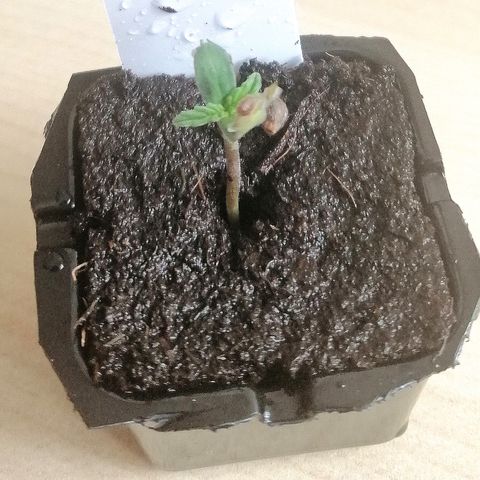 Cinderella growlog timeline photo