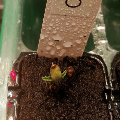 Cinderella growlog timeline photo